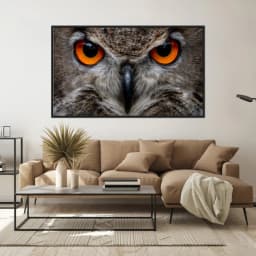 Quadro Decorativo Coruja