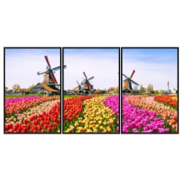 Kit Quadros Decorativos Tulipas Zaanse Holanda